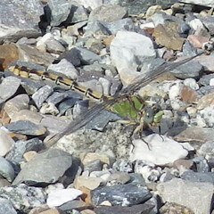 Ophiogomphus occidentis