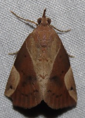 Hypena