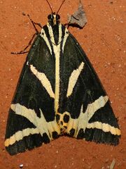 Euplagia quadripunctaria