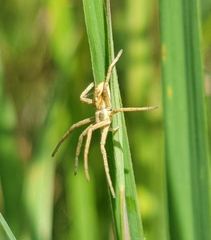 Philodromidae