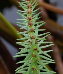 Hippuris vulgaris