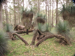 Xanthorrhoea glauca
