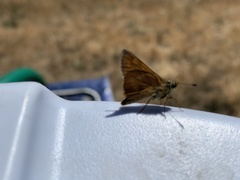 Ochlodes sylvanoides