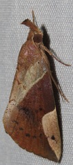 Hypena