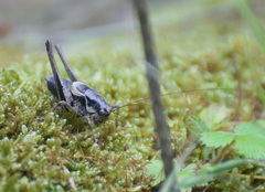 Pholidoptera griseoaptera