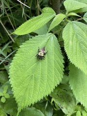 Laphria thoracica
