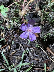 Geranium viscosissimum