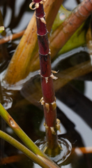 Hippuris vulgaris