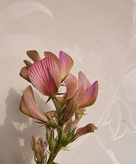Onobrychis viciifolia