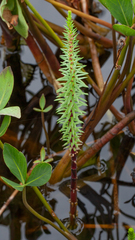 Hippuris vulgaris