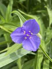 Tradescantia