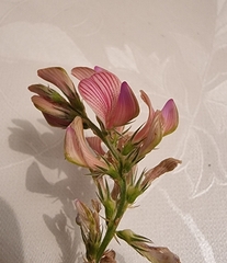Onobrychis viciifolia