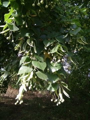 Tilia platyphyllos