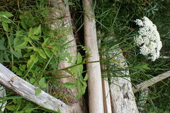 Angelica genuflexa
