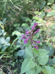 Stachys chamissonis