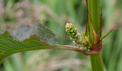 Rumex britannica