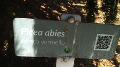 Picea abies