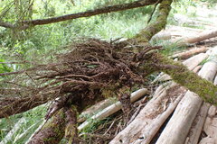 Arceuthobium tsugense