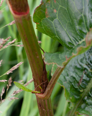 Rumex britannica