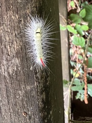 Calliteara pudibunda