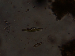 Bacillariophyceae