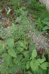 Conioselinum gmelinii