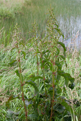 Rumex britannica