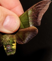 Oryba achemenides