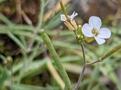 Arabidopsis