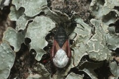 Oxycarenus lavaterae