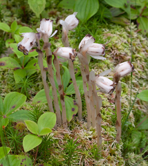 Monotropa uniflora