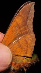 Oryba achemenides