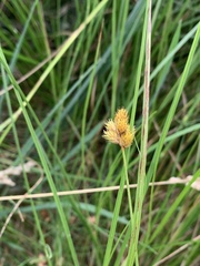 Carex leporina