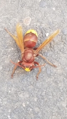 Vespa orientalis