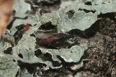 Oxycarenus lavaterae