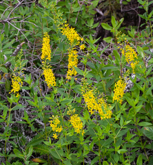 Lysimachia terrestris
