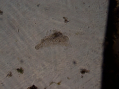 Amoebozoa