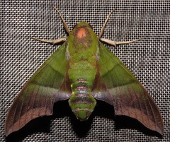 Oryba achemenides
