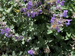 Anthophora californica