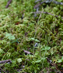 Neottia cordata