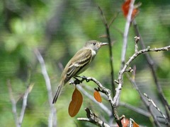 Empidonax