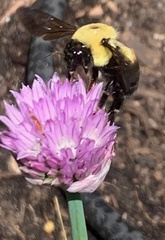 Bombus griseocollis
