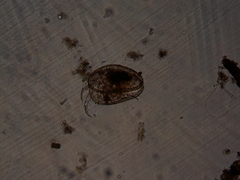 Ostracoda