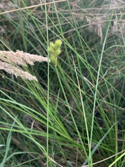 Carex leporina