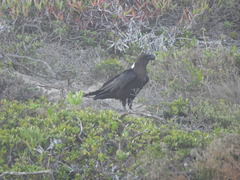 Corvus albicollis