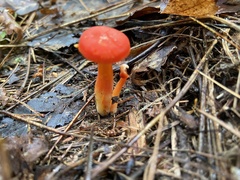 Hygrocybe miniata