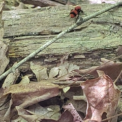 Dasymutilla occidentalis