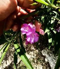 Maurandya scandens