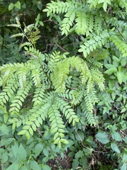 Gleditsia triacanthos