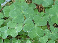 Oxalis acetosella